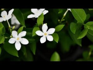 Sri Lankan Jasmine (Wrightia Antidysenterica) Live Plant - Image 3