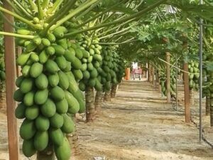 Taiwan Red Lady Papaya Live Plant - Image 5