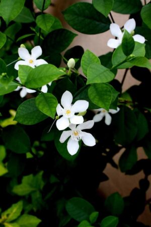 Sri Lankan Jasmine (Wrightia Antidysenterica) Live Plant - Image 2