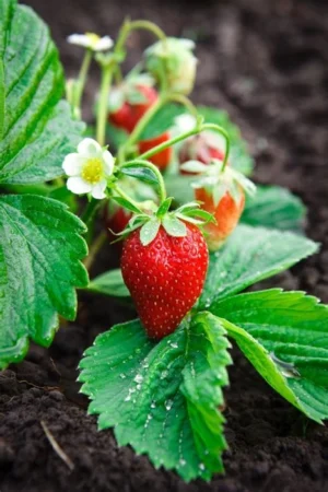 Strawberry Fruit Live Plant - Image 3