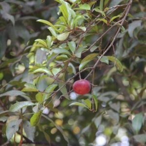 Raja Puli (Garcinia Indica) - Kokum Fruit Live Plant - Image 4