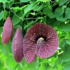 Duck Vine - Pelican Flower Aristolochia Gigantea Flowering Live Plant - Image 2
