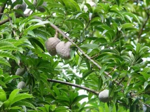 Ramphal Plant Seedlings- Annona Reticulata  Live Plant - Image 2