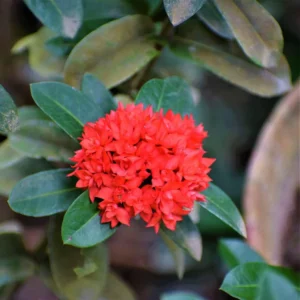 Ixora Dwarf Red Multipetal Live Plant - Image 3