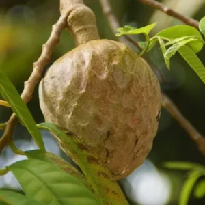 Ramphal Plant Seedlings- Annona Reticulata  Live Plant - Image 3