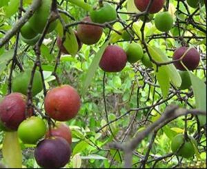 Raja Puli (Garcinia Indica) - Kokum Fruit Live Plant - Image 3