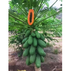 Taiwan Red Lady Papaya Live Plant - Image 3