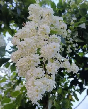 Manimulla (Porana Paniculata) Live Plant - Image 3