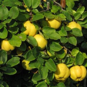 Indian Bael (Koovalam)-Quince Fruit Live Plant - Image 6