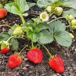 Strawberry Fruit Live Plant - Image 4