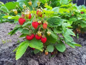 Strawberry Fruit Live Plant - Image 2