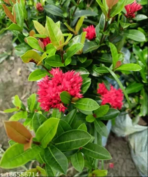 Ixora Dwarf Red Multipetal Live Plant - Image 2