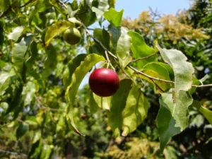 Raja Puli (Garcinia Indica) - Kokum Fruit Live Plant - Image 2