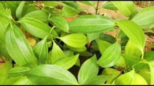 Cinnamon (Bay Leaf) - Tamala Patram Live Plant - Image 3