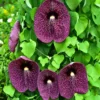 Duck Vine - Pelican Flower Aristolochia Gigantea Flowering Live Plant - Image 3