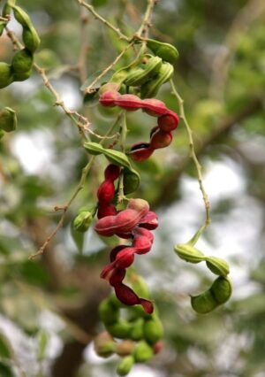 Madras Thorn Plant (Kodukka Puli) Live Plant - Image 2