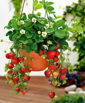 Strawberry Fruit Live Plant - Image 5