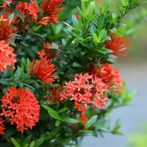 Red Flower And Fruit Plants Combo - Image 5