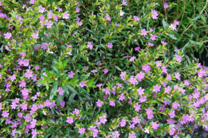 False Heather Plant - (Mexican Heather) Cuphea Hyssopifolia Live Plant - Image 5