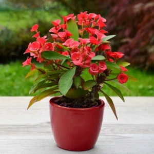 Crown of Thorns - Euphorbia Milii Live Plant - Image 4