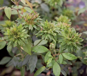 Green Rose - Viridiflora Flowering Grafted Live Plant - Image 6