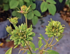 Green Rose - Viridiflora Flowering Grafted Live Plant - Image 4