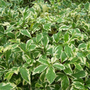 Duranta Erecta (Variegated Sky Flower) Ornamental Live Plant - Image 5