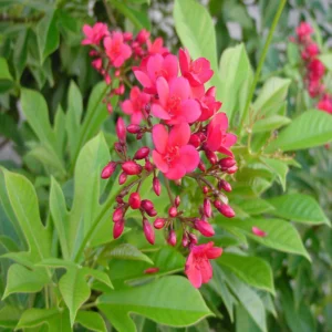 Red Flower And Fruit Plants Combo - Image 6