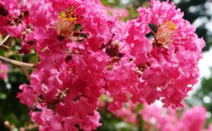 Furus Pink -(Lagerstroemia) Pride of India  Flower Live Plant - Image 4