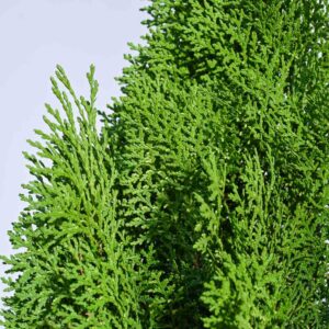 Thuja Plant - Morpankhi Live Plant - Image 5