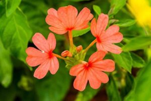 Red Flower And Fruit Plants Combo - Image 2