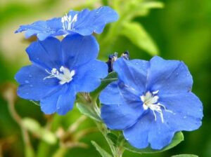 Blue Daze - Evolvulus nuttallianus All Time Flowering Live Plant - Image 2