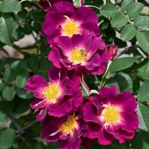 Purple Rose - Heirloom Roses Live Plant - Image 5