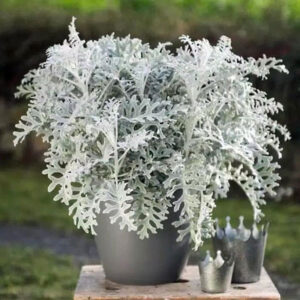 Silver Plant - Dusty Miller (Silver Ragwort) Live Plant