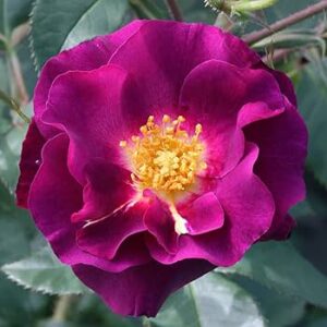 Purple Rose - Heirloom Roses Live Plant - Image 3