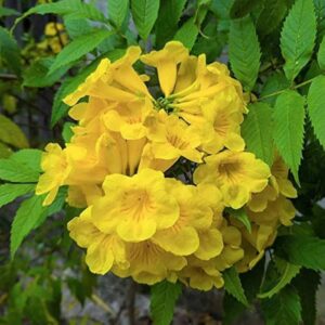 Yellow Flowering Plants Combo - Image 3