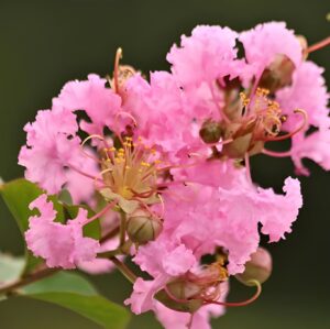 Furus Pink -(Lagerstroemia) Pride of India  Flower Live Plant - Image 5