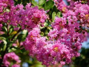 Furus Pink -(Lagerstroemia) Pride of India  Flower Live Plant - Image 2