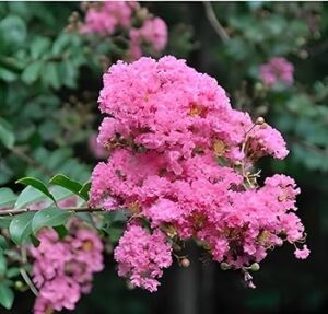 Furus Pink -(Lagerstroemia) Pride of India  Flower Live Plant - Image 3