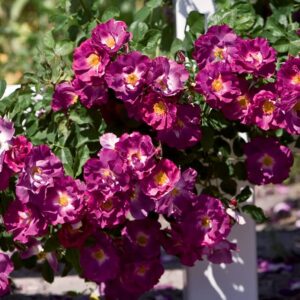 Purple Rose - Heirloom Roses Live Plant - Image 6