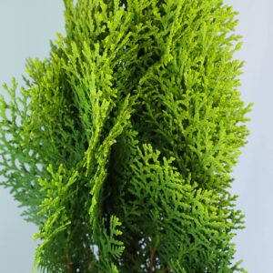 Thuja Plant - Morpankhi Live Plant - Image 2