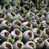 Jiffy Bags / Coco Peat Coins for Seed Germination -35mm (Pack of 25) - Image 3