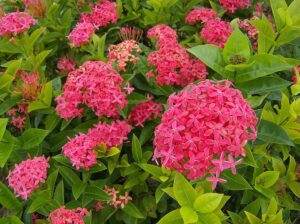 Pink Flowering Plants Combo - Image 7