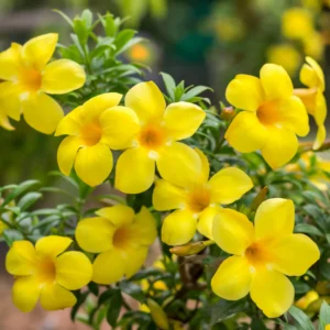 Yellow Flowering Plants Combo - Image 8