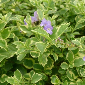 Duranta Erecta (Variegated Sky Flower) Ornamental Live Plant - Image 2