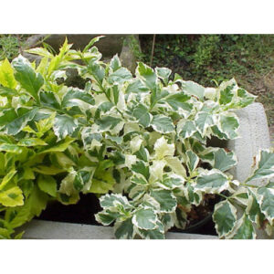 Duranta Erecta (Variegated Sky Flower) Ornamental Live Plant - Image 6