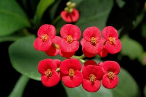 Crown of Thorns - Euphorbia Milii Live Plant - Image 3