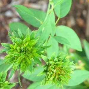 Green Rose - Viridiflora Flowering Grafted Live Plant - Image 7