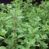 Marugu - Marjoram Live Plant - Image 5