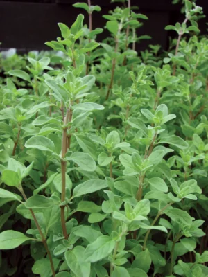 Marugu - Marjoram Live Plant - Image 5